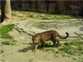 廣州 珠海長隆 三園（廣州野生動物園+歡樂世界+珠海海洋王國）雙飛6日游