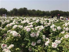 廣西南寧 潿洲島南灣海灘、天主教堂、五彩灘 滴水丹屏、北海銀灘、網(wǎng)紅流下村、北部灣廣場(chǎng) 6日游【甄選四鉆酒店，含5早1正餐，北海獨(dú)立小包團(tuán)+潿洲島觀光車(chē)】