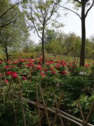 河南洛陽 黃河三峽、龍?zhí)洞髰{谷 2日游【乘游輪覽高峽平湖，探峽谷奇石飛瀑】