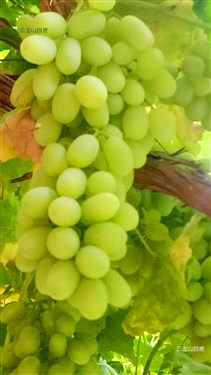 新疆葡萄