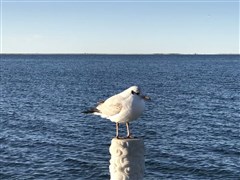 青海天空壹號、青海湖、翡翠湖、文迦牧場、甘肅嘉峪關(guān)、莫高窟、鳴沙山月牙泉、祁連山草原、海市蜃樓、平山湖大峽谷 雙臥10日【青甘大環(huán)線 真純玩不進店；升級蒙古包星空營地、娛樂互動玩不?！?/></a></dt>
										<dd class=