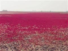 遼寧 盤錦紅海灘、沈陽張氏帥府、本溪關門山賞楓葉、丹東鴨綠江、鐵路抗美援朝博物館 6日游【遼寧全景游 純玩無購物】
