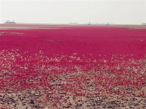 盤錦紅海灘