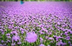 蘇州金雞湖、水鄉(xiāng)周莊、寒山寺、獅子林、靈山大佛、拈花灣、惠山古鎮(zhèn) 3日游【柔情似水 心靈歸處】