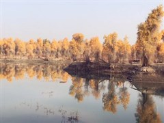 蘭州-張掖七彩丹霞-胡楊林-黑城弱水胡楊-居延海-額濟納-嘉峪關(guān) 5日游 【集山脈、戈壁、金秋胡楊、沙漠和特色地貌等景觀于一體，盡享視覺盛宴。】