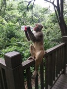 貴州果樹(shù)大瀑布、西江千戶苗寨、梵凈山、中南門古城、遵義會(huì)議會(huì)址、鎮(zhèn)遠(yuǎn)古鎮(zhèn)、甲秀樓 雙飛6日游【名貴盛世；重溫紅色精神，贈(zèng)送遵義會(huì)議會(huì)址合影】