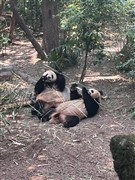 四川成都 熊貓基地、三星堆或金沙遺址 / 都江堰+青城山、九寨溝、黃龍、峨眉山金頂、樂(lè)山大佛登山 8日【社長(zhǎng)推薦26-34人小包團(tuán)，四川全景100%真純玩；2+1陸地頭等艙；精選2晚成都市區(qū)住宿，盡享