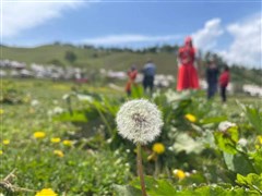 錫林郭勒大草原、壩上草原、野狐嶺軍事要塞、草原天路、元上都遺址博物館 雙高5日游【新玩法：含草原特色美食，騎馬/射箭/油桶小火車/漂流，越野車穿越】