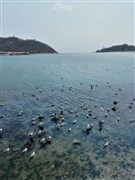 遼寧大連 帆船出海喂海鷗、登真潛艇、巡航體驗、丹東國門、鴨綠江斷橋 威尼斯水城 雙飛5日【江海明珠 英雄之城】