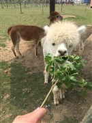 安徽宿州 野生動(dòng)物園 1日游【車程約2小時(shí)抵達(dá)】