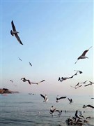 山東青島、煙臺(tái)、蓬萊、威海 高鐵純玩5日游【山東半島 海濱篇】