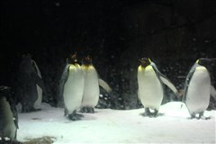 廣州長(zhǎng)隆 港珠澳大橋、雙長(zhǎng)?。ㄩL(zhǎng)隆野生動(dòng)物園+國(guó)際大馬戲+海洋王國(guó)） 雙飛6日游【住宿企鵝酒店+五鉆酒店】