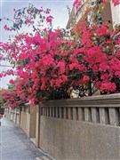 廣東汕頭 潮州古城、開元寺、南澳島、東山島、南門灣“左耳”、蘇峰山環(huán)島路 5日游【26度暖陽之旅??一路向南出發(fā)；25人精品小團，導游全程陪同帶隊】