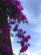 云南昆明 玉龍雪山冰川大索道 藍(lán)月谷、洱海騎行+換裝秀+夜宴、滇池、圣托里尼理想邦、大理古城、必看演出《麗江千古情》、石林、斗南花市 雙飛單動(dòng)6日游【當(dāng)?shù)?+1陸地頭等艙、每天9點(diǎn)出發(fā)+午休，優(yōu)先保證