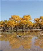 內(nèi)蒙古 額濟(jì)納旗胡楊林、穿越騰格里沙漠、居延海、黑城弱水胡楊林、西部夢幻大峽谷、烏海湖、烏蘭湖五湖穿越 銀川進(jìn)出雙高7日游【觀地球心臟，賞大漠胡楊，環(huán)線游不走回頭路】