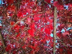 甘南天水 阿萬倉娘瑪寺、郎木寺、黃河九曲第一灣、花湖景區(qū)、扎尕那、徒步仙女灘、甘加秘境、拉卜楞寺、阿米貢洪星空牧場、麥積山石窟、伏羲廟 雙高7日【2-8人VIP精品小包，全程入住網(wǎng)評四鉆酒店，特別安排